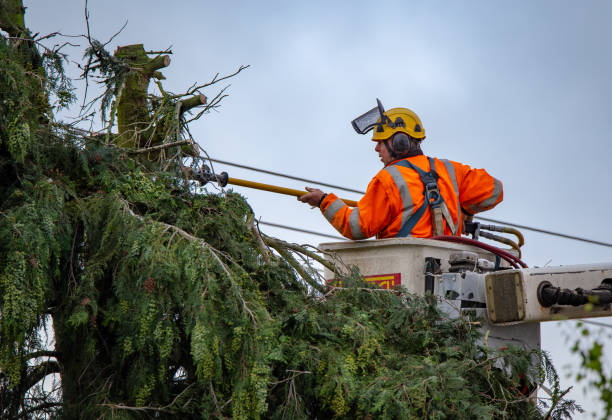 Best Seasonal Cleanup  in USA